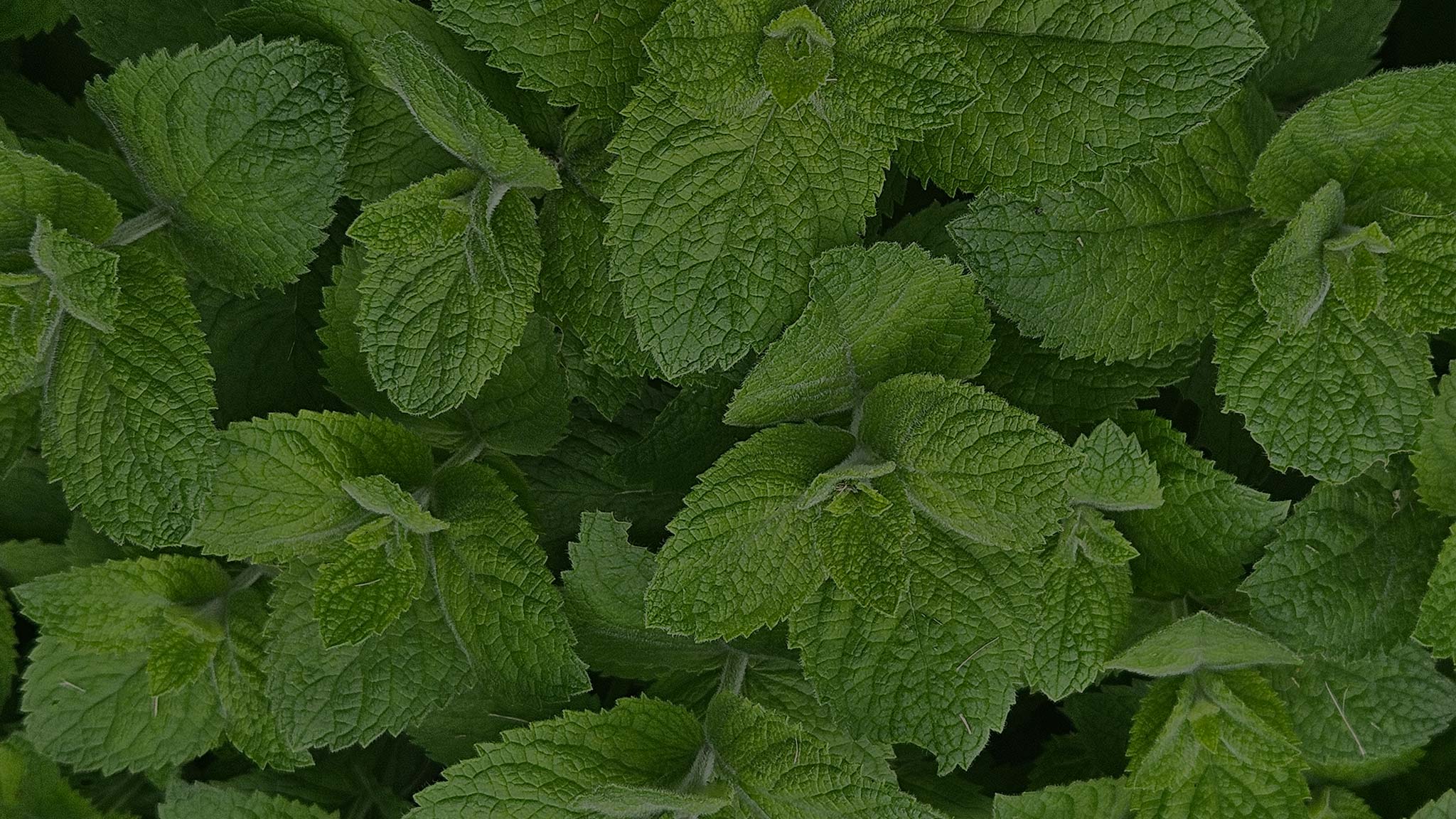 Spearmint herbal tea made with USA grown, farm-fresh organic herbs from The Naked Botanical