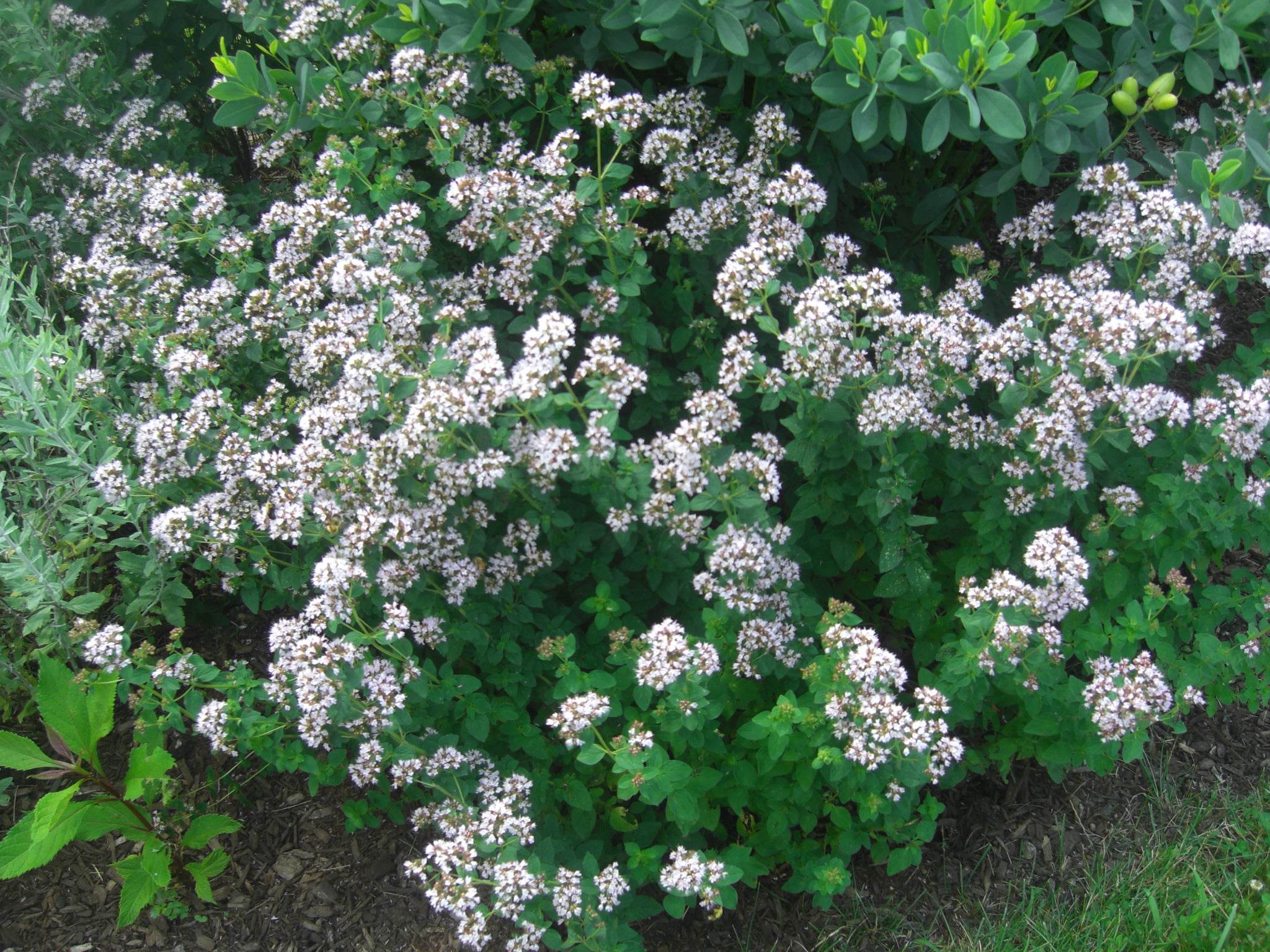 Farm Events - The Naked Botanical