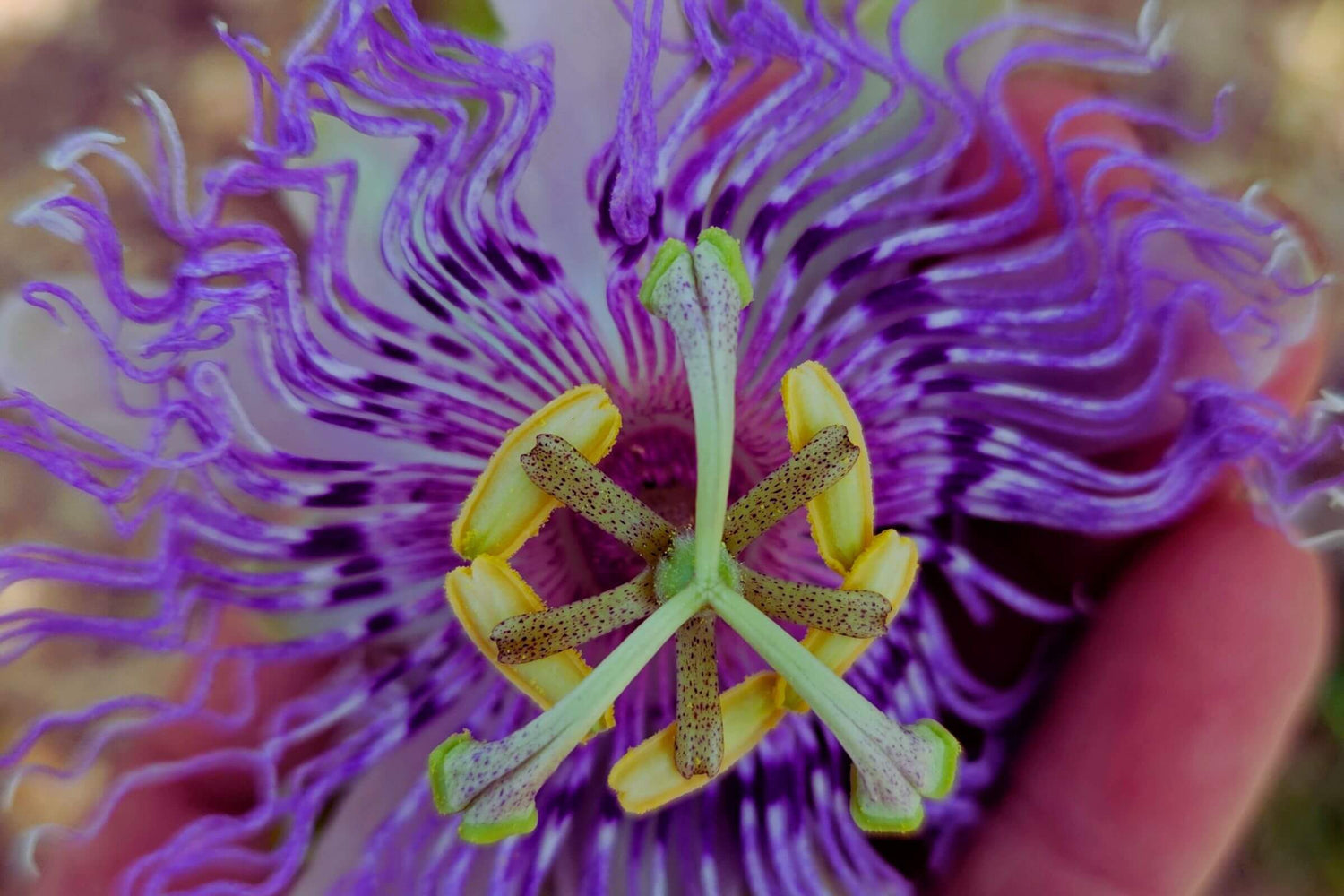 Passionflower in the palm of my hand at The Naked Botanical