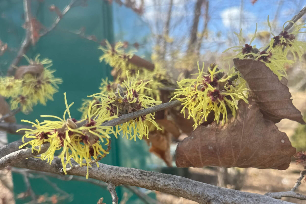 Spring Detox Herbal Remedies for Spring: A Farmer's Guide