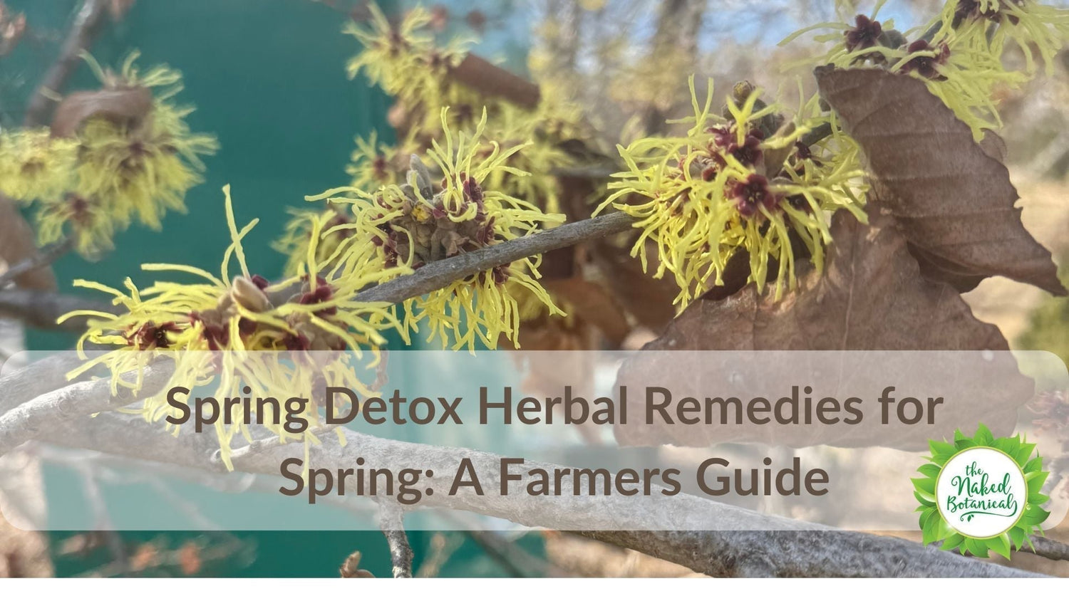 Spring Detox Herbal Remedies for Spring: A Farmer's Guide - The Naked Botanical