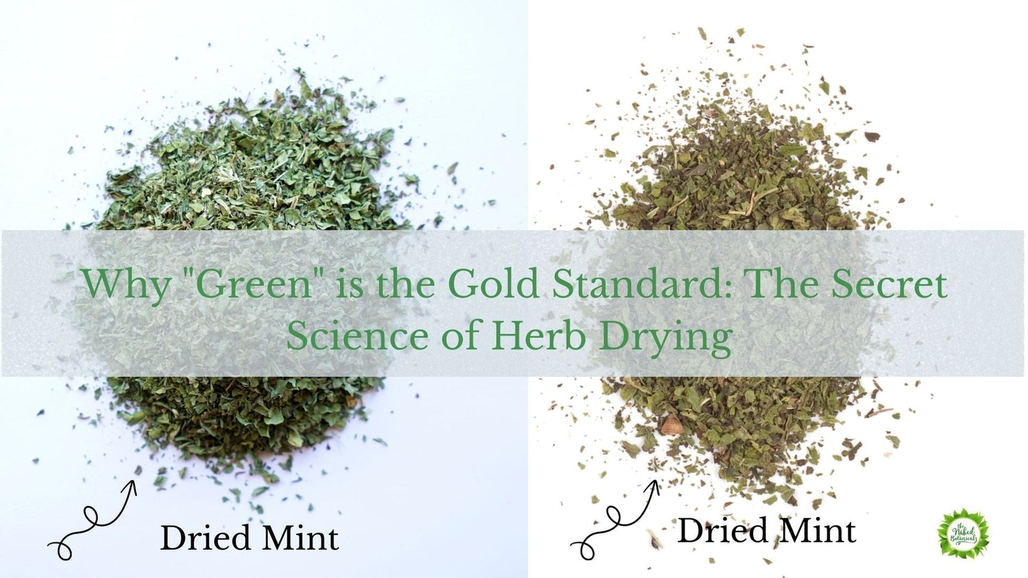 Vibrant green dried mint leaves showcasing the high-quality results of low-temperature medicinal herb drying.