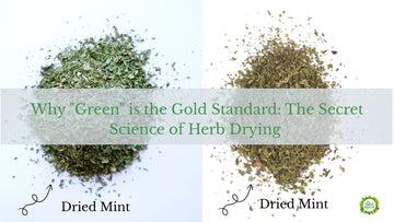 Vibrant green dried mint leaves showcasing the high-quality results of low-temperature medicinal herb drying.