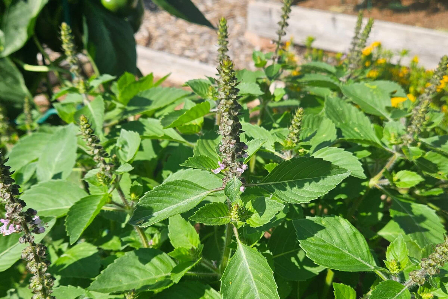 The Queen of Herbs: What Makes a Tulsi Tea Truly Royal?