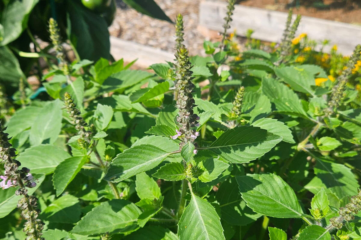 The Queen of Herbs: What Makes a Tulsi Tea Truly Royal?