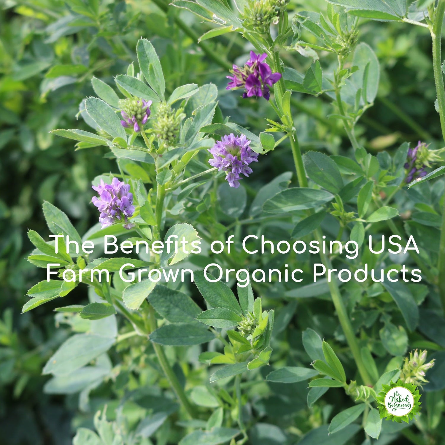 The Naked Botanical-Benefits of Using USA Herbs