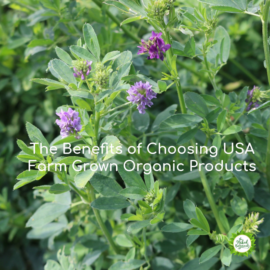 The Naked Botanical-Benefits of Using USA Herbs