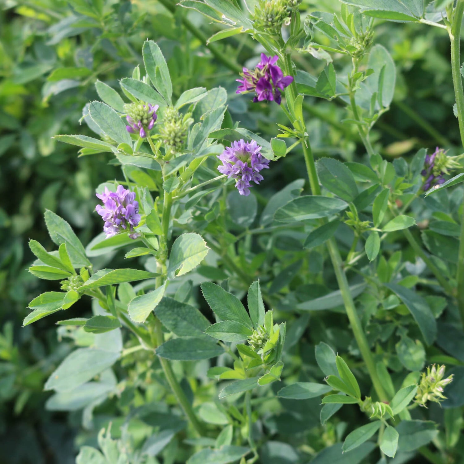 The Benefits of Choosing USA Farm Grown Organic Products