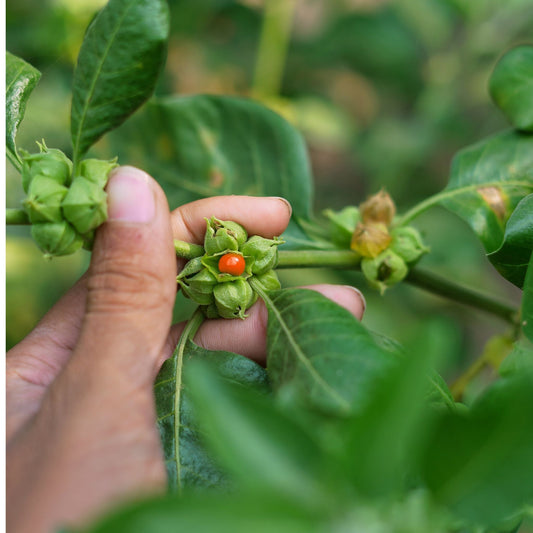 Ashwagandha Tincture: Natural Stress Relief from Our Farm