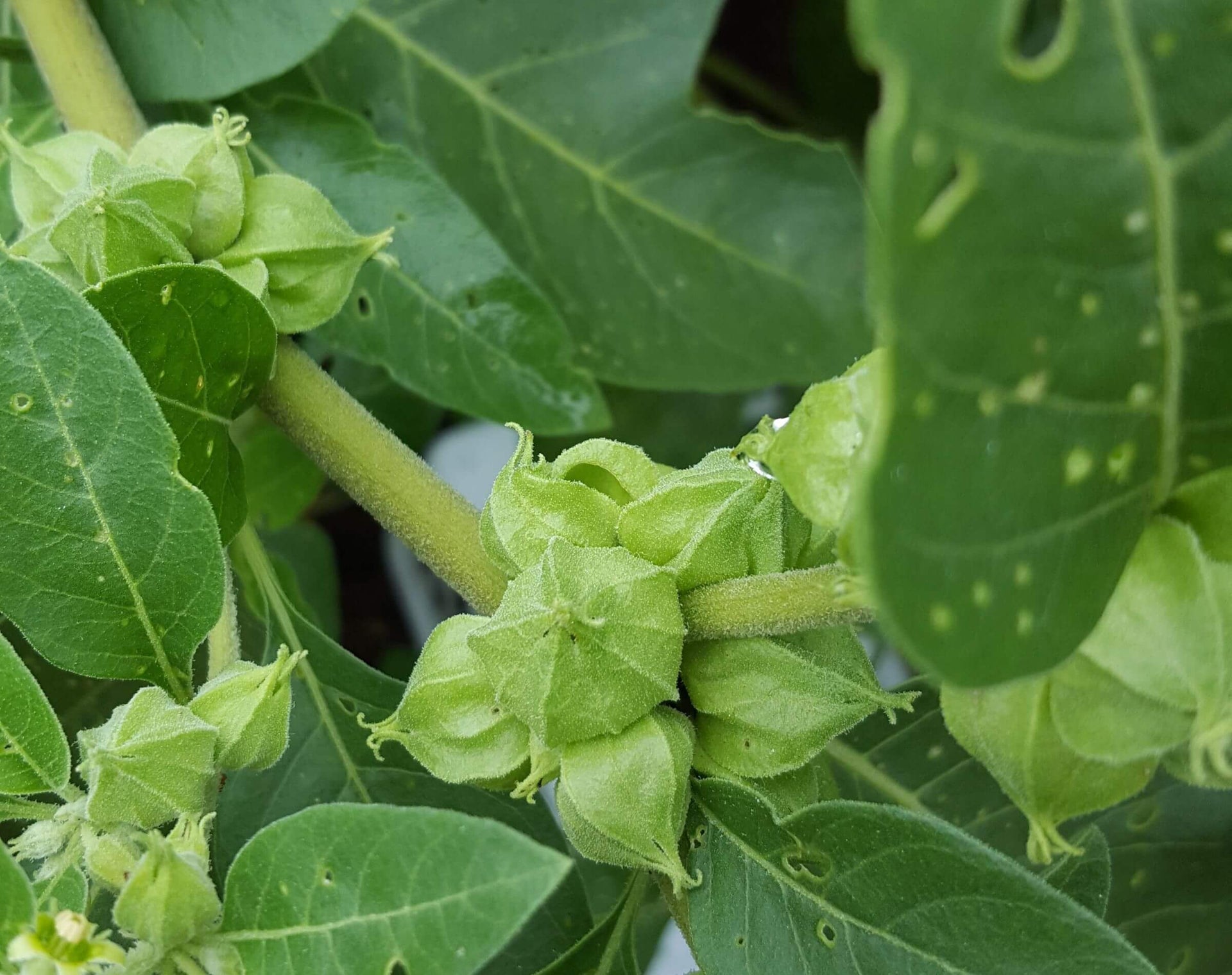 Ashwagandha from Farm Roots to Tincture  The Naked Botanical