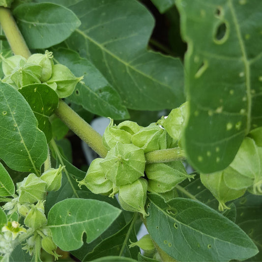 Grow Your Own Ashwagandha: A Guide from Our Farm