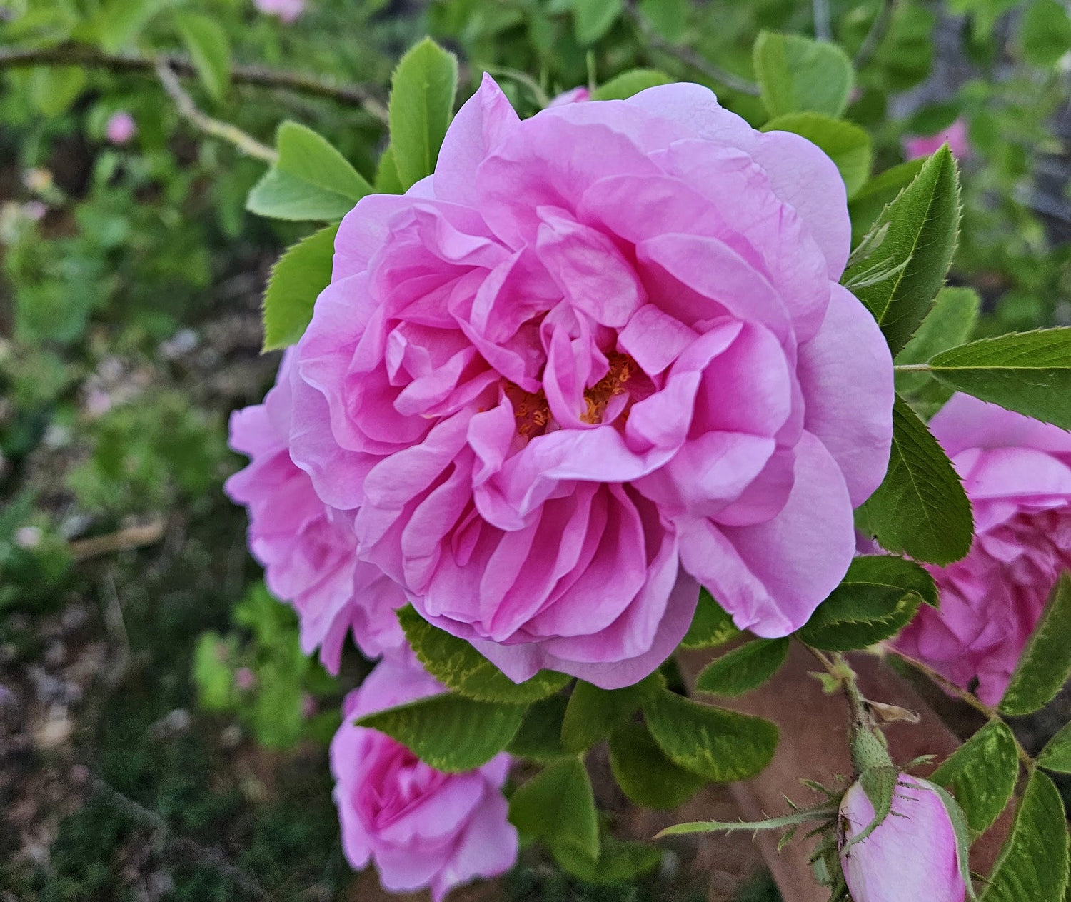 Rose Hydrosol Benefits for Skin & Spirit