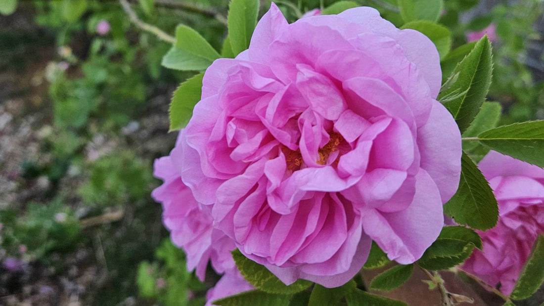 Damask Rose