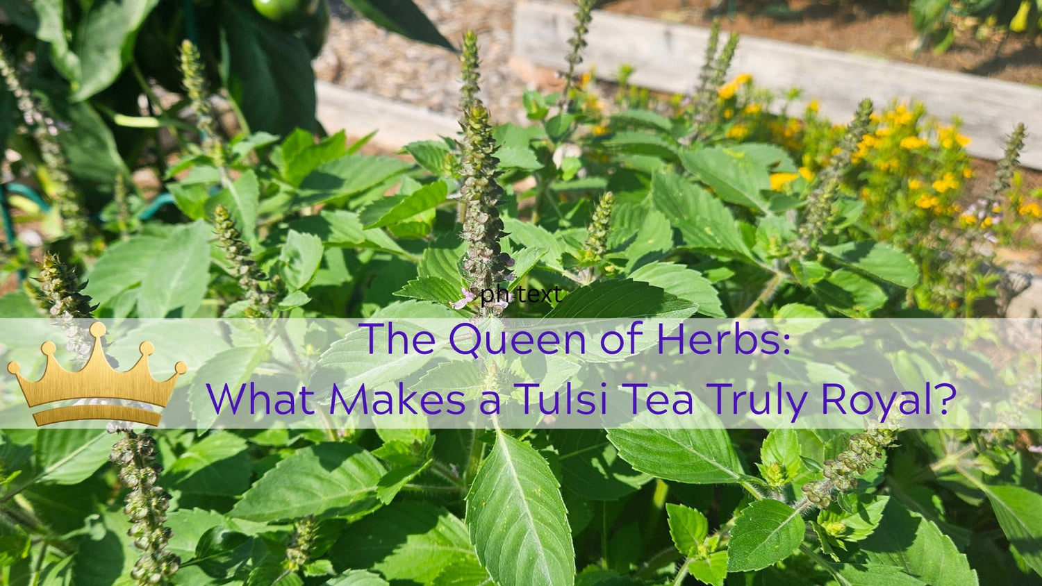 The Naked Botanical-The Queen of Herbs