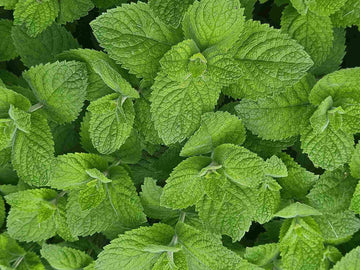 5 Surprising Spearmint Tea Benefits | From Our Farm to Your Cup