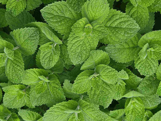 Why Spearmint is the Heart of My Teas: Surprising Benefits of Spearmint Tea