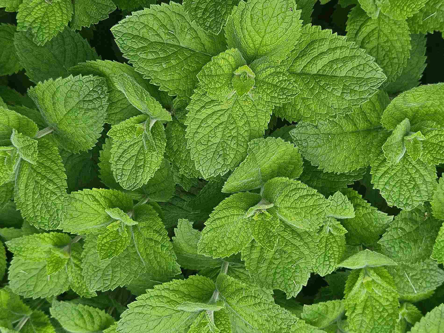 The Naked Botanical the benefits of spearmint tea
