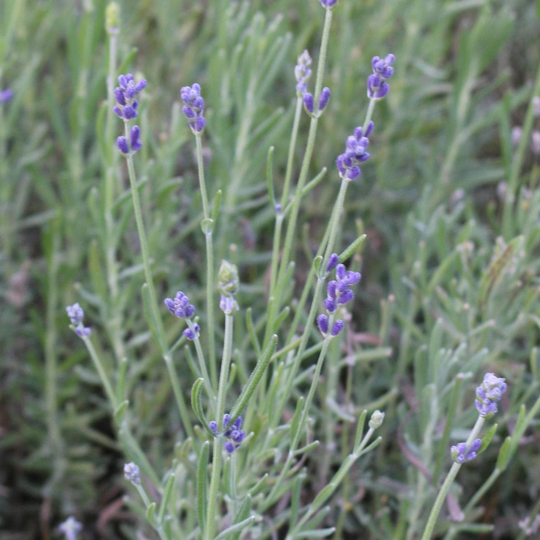 Herbs, Plants and Bushes - The Naked Botanical