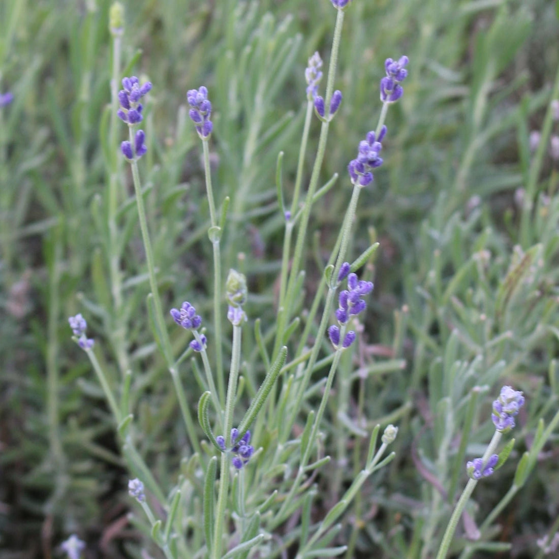 Herbs, Plants and Bushes