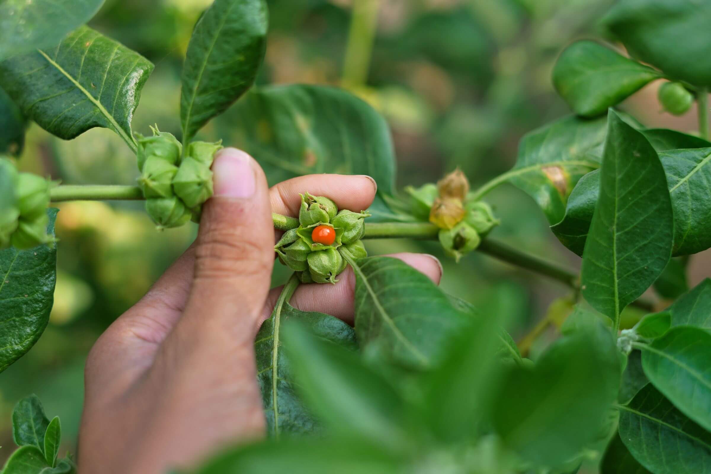 Hand holding a cluster of green fruits with a red berry on a leafy plant.