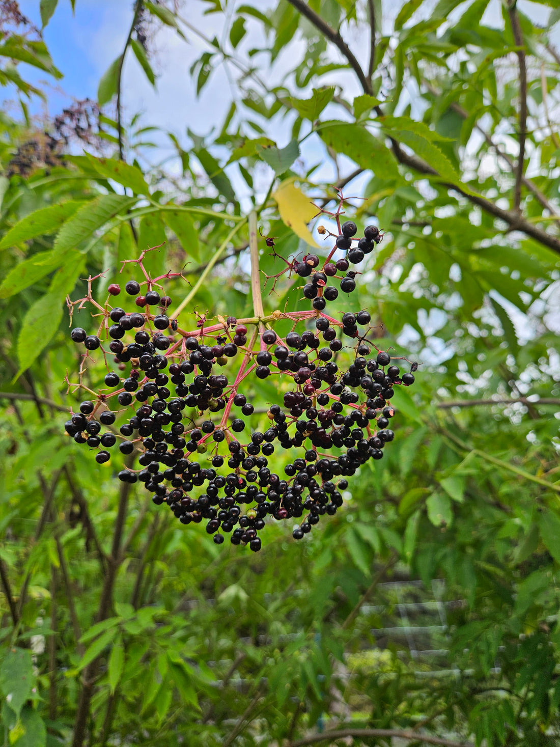 Herbs, Plants and Bushes