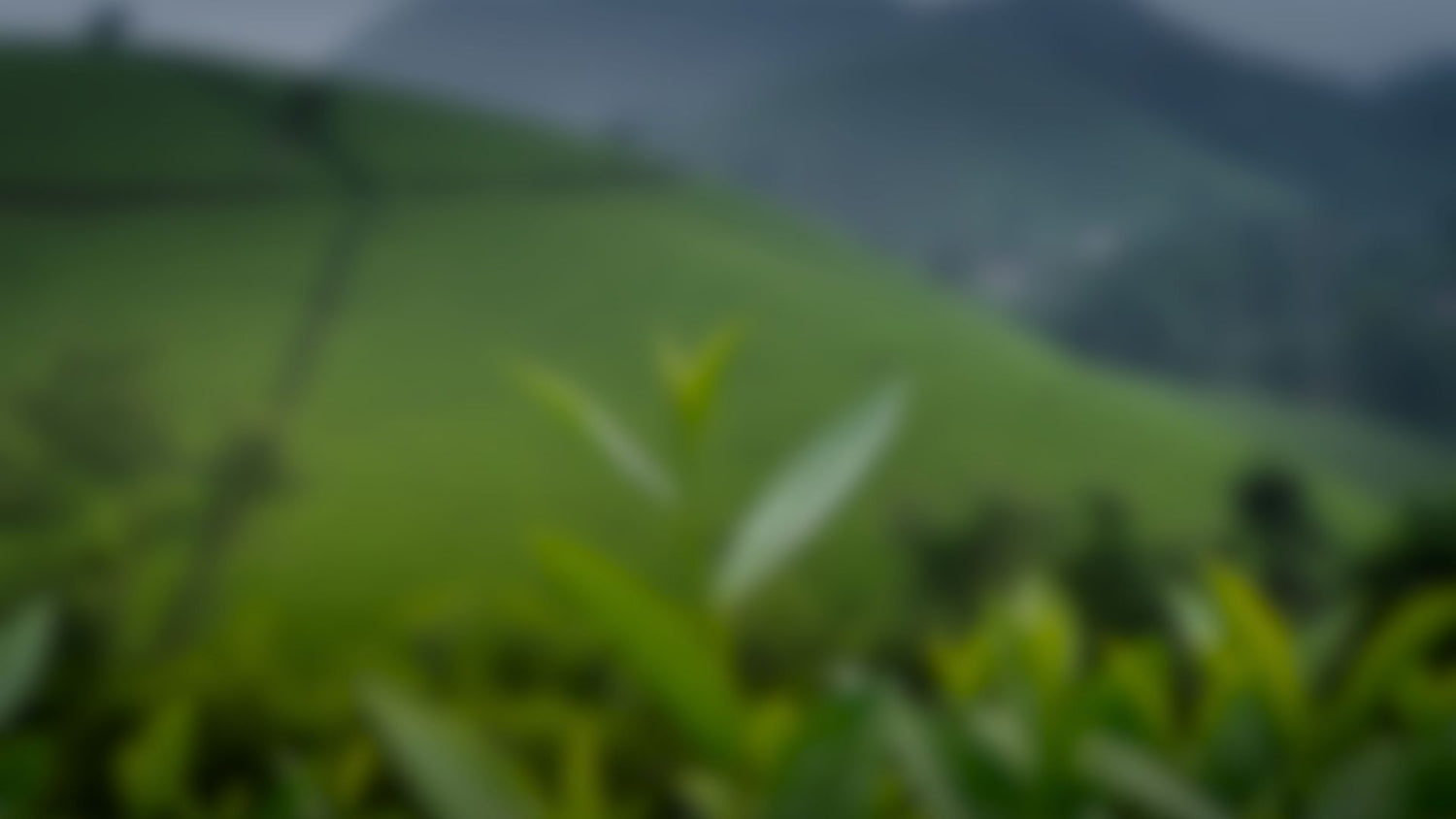 Background image for The Naked Botanical quiz, highlighting USA grown, farm-fresh herbs and botanicals to help match users with the right herbal teas, tonics, and wellness products